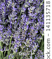 Purple lavender field Aromatherapy Floral lavender background Lavender flowers close up. Lavender background. 141135718