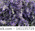 Purple lavender field Aromatherapy Floral lavender background Lavender flowers close up. Lavender background. 141135719
