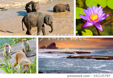 Sri Lanka Wildlife and Nature Photo Collage with Elephants and Monkeys Tropical Vacation Travel Mosaic with Ocean Sunset and Purple Water Lily Sri Lanka Wildlife and Nature Photo Collage with Elephants and Monkeys Tropical Vacation Travel Mosaic with Ocean Sunset and Purple Water Lily 141135797