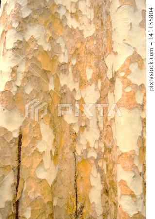 Tropical rainforest bark texture | Cambodia Tropical rainforest bark texture | Cambodia 141135804