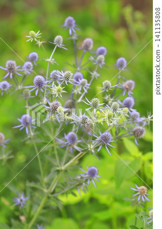 淡紫色松果薊(Eryngium) 淡紫色松果薊(Eryngium) 141135808