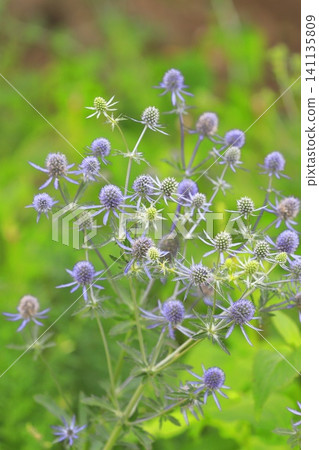 淡紫色松果薊(Eryngium) 淡紫色松果薊(Eryngium) 141135809