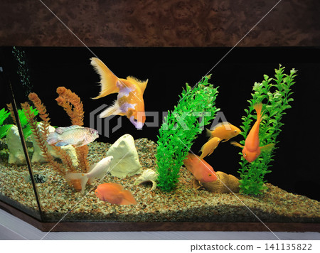 Orange parrot fish in the aquarium. Red Parrot Cichli . The close up of aquarium tank full of fish Orange parrot fish in the aquarium. Red Parrot Cichli . The close up of aquarium tank full of fish 141135822