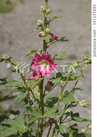 Red hollyhock flowers blooming in the garden Red hollyhock flowers blooming in the garden 141135893