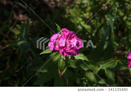 Beautiful pink sweet william flowers in the garden Beautiful pink sweet william flowers in the garden 141135895