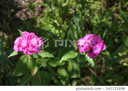 Beautiful pink sweet william flowers in the garden 141135896