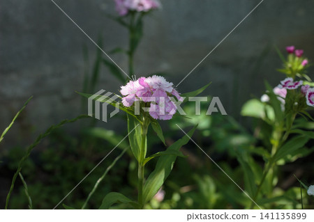 Beautiful white and pink sweet william flowers in the garden Beautiful white and pink sweet william flowers in the garden 141135899