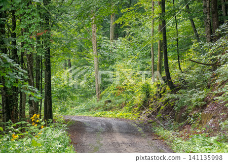 gravel road through deciduous forest in summer. primeval beech woodland of transcarpathia. travel background for carpathian countryside of ukraine gravel road through deciduous forest in summer. primeval beech woodland of transcarpathia. travel background for carpathian countryside of ukraine 141135998