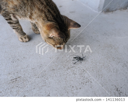 A cat is fascinated by longhorn beetles. A cat is fascinated by longhorn beetles. 141136013