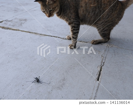 A cat is fascinated by longhorn beetles. A cat is fascinated by longhorn beetles. 141136014