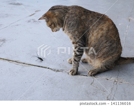 A cat is fascinated by longhorn beetles. A cat is fascinated by longhorn beetles. 141136016
