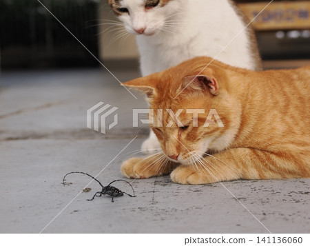 A cat is fascinated by longhorn beetles. A cat is fascinated by longhorn beetles. 141136060
