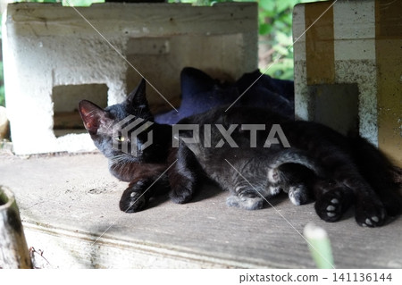 A mother cat threatening her kittens to protect them. A mother cat threatening her kittens to protect them. 141136144