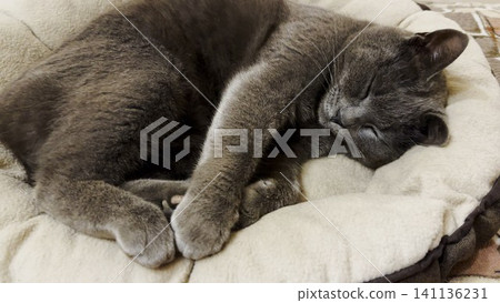 Beautiful gray cat sleeping funny on the bed. Pretty kitten resting at home. Cute kitty relaxing on sofa at house. Concept of adorable domestic animals. Slow motion Beautiful gray cat sleeping funny on the bed. Pretty kitten resting at home. Cute kitty relaxing on sofa at house. Concept of adorable domestic animals. Slow motion 141136231