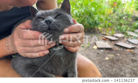 Close up of female arms strokes cute gray cat lying on her knees outdoor. Hands of woman petting adorable domestic kitten at garden. Concept of care and love to animal. Slow motion 141136237