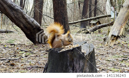 Wild fluffy squirrel sitting on stump and gnawing nuts at forest. Cute brown rodent eating found walnuts at autumn park. Pretty small sciurus chewing food at woodland. Concept of wildlife Wild fluffy squirrel sitting on stump and gnawing nuts at forest. Cute brown rodent eating found walnuts at autumn park. Pretty small sciurus chewing food at woodland. Concept of wildlife 141136243