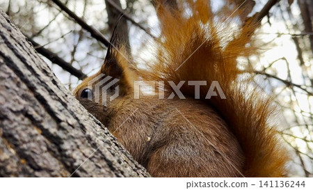 Cute brown rodent sitting at tree gnawing nut at autumn forest. Wild fluffy squirrel eating found walnut at woodland. Pretty small sciurus chewing food at parkland. Concept of wildlife Cute brown rodent sitting at tree gnawing nut at autumn forest. Wild fluffy squirrel eating found walnut at woodland. Pretty small sciurus chewing food at parkland. Concept of wildlife 141136244