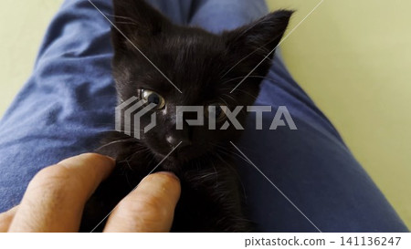Male arm playing with cute black kitten lying on his legs at home. Hand of man caressing funny small domestic kitty indoor. Man having fun with domestic cat. Concept of care and love to animal. POV Male arm playing with cute black kitten lying on his legs at home. Hand of man caressing funny small domestic kitty indoor. Man having fun with domestic cat. Concept of care and love to animal. POV 141136247