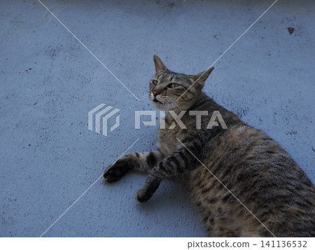 A cute cat sleeping in the coolest place possible during the intense heat. A cute cat sleeping in the coolest place possible during the intense heat. 141136532