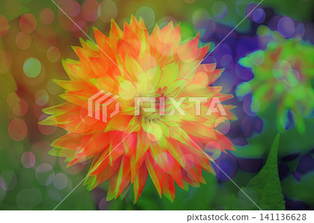 dahlia named dahlia named 141136628