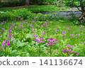Primroses blooming in wetlands, Hokkaido 141136674