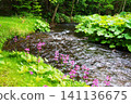 Primroses blooming in wetlands, Hokkaido 141136675