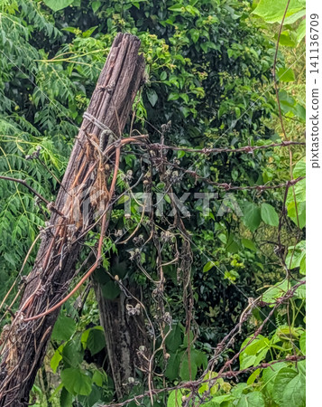 Decaying wooden posts and rusty barbed wire | Landscape material depicting the aging process surrounded by nature Decaying wooden posts and rusty barbed wire | Landscape material depicting the aging process surrounded by nature 141136709