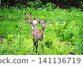 Two Hokkaido deer 141136719