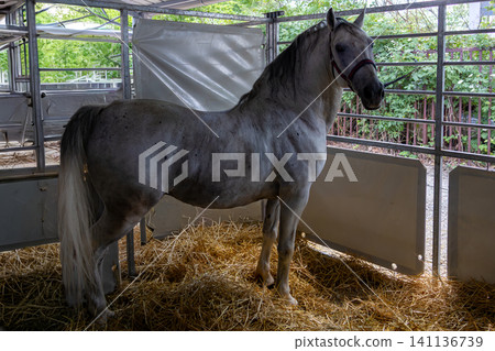 Horse tied to fence in farm 141136739