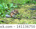 Chipmunk, Hokkaido 141136750