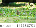 Chipmunk, Hokkaido 141136751