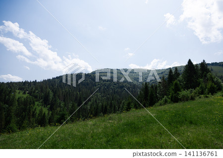 Mountain landscape with pine forest and green meadow under blue sky Mountain landscape with pine forest and green meadow under blue sky 141136761