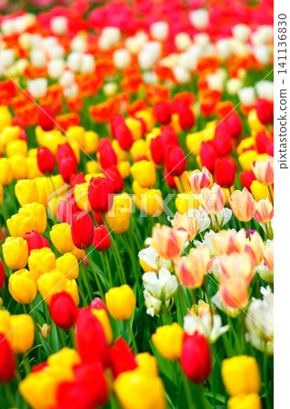 Tulip at Hitachi Beach Park Tulip at Hitachi Beach Park 141136830