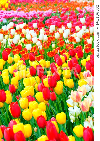 Tulip at Hitachi Beach Park Tulip at Hitachi Beach Park 141136832