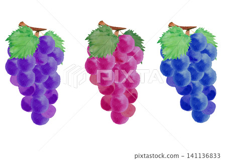 A set of watercolor illustrations of grapes. A set of watercolor illustrations of grapes. 141136833
