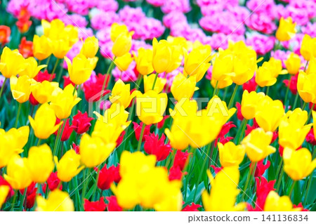 Tulip at Hitachi Beach Park Tulip at Hitachi Beach Park 141136834