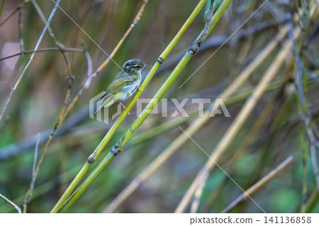 A Japanese Bush Warbler perched on bamboo grass in the bushes, surveying its surroundings. A Japanese Bush Warbler perched on bamboo grass in the bushes, surveying its surroundings. 141136858