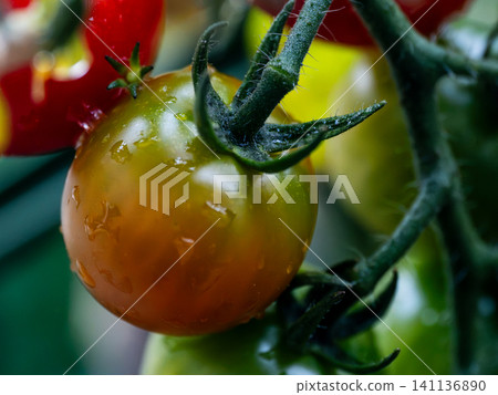 Red-colored cherry tomato kitchen garden 141136890