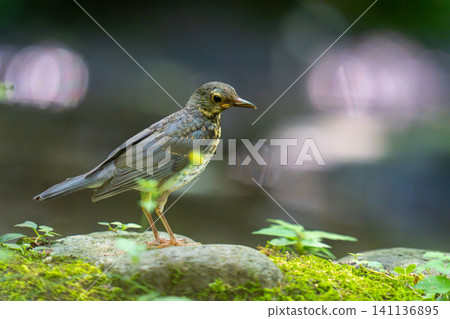 一隻黑鳥落在地上,正在觀察周遭的環境。 一隻黑鳥落在地上,正在觀察周遭的環境。 141136895