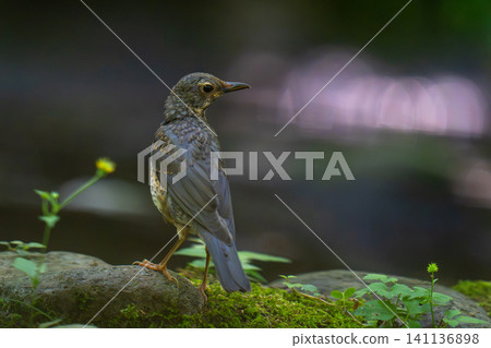 一隻黑鳥落在地上,正在觀察周遭的環境。 一隻黑鳥落在地上,正在觀察周遭的環境。 141136898