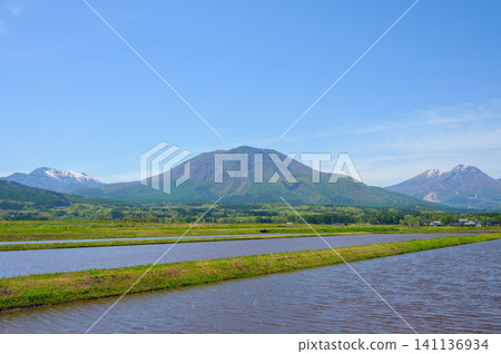 信濃北部五座山峰的雪峰與稻田 [信濃町，上之道郡] 141136934