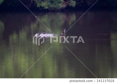 Black-tailed Swift drinking water while flying Black-tailed Swift drinking water while flying 141137028