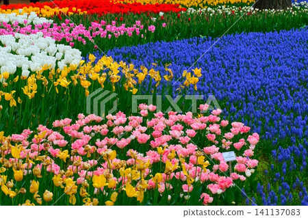 Tulip at Hitachi Beach Park Tulip at Hitachi Beach Park 141137083
