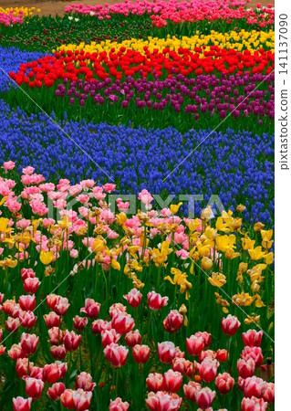 Tulip at Hitachi Beach Park Tulip at Hitachi Beach Park 141137090