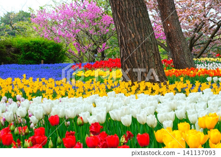 Tulip at Hitachi Beach Park Tulip at Hitachi Beach Park 141137093