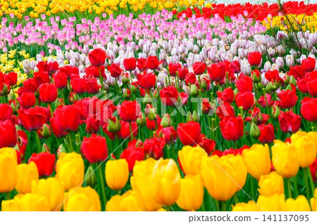 Tulip at Hitachi Beach Park 141137095