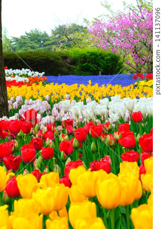 Tulip at Hitachi Beach Park Tulip at Hitachi Beach Park 141137096