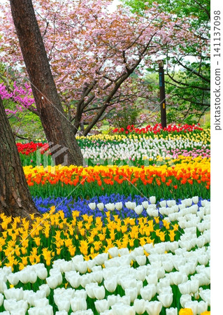 Tulip at Hitachi Beach Park Tulip at Hitachi Beach Park 141137098