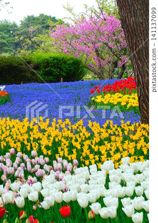Tulip at Hitachi Beach Park 141137099