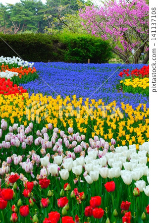 Tulip at Hitachi Beach Park Tulip at Hitachi Beach Park 141137108